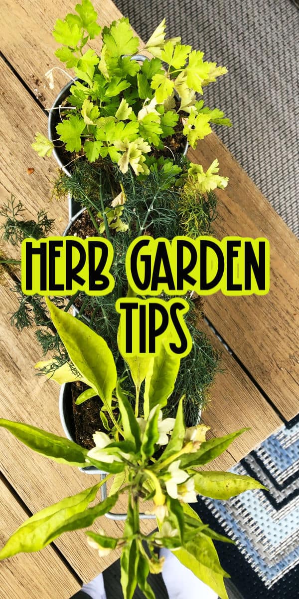 Herb Garden Tips