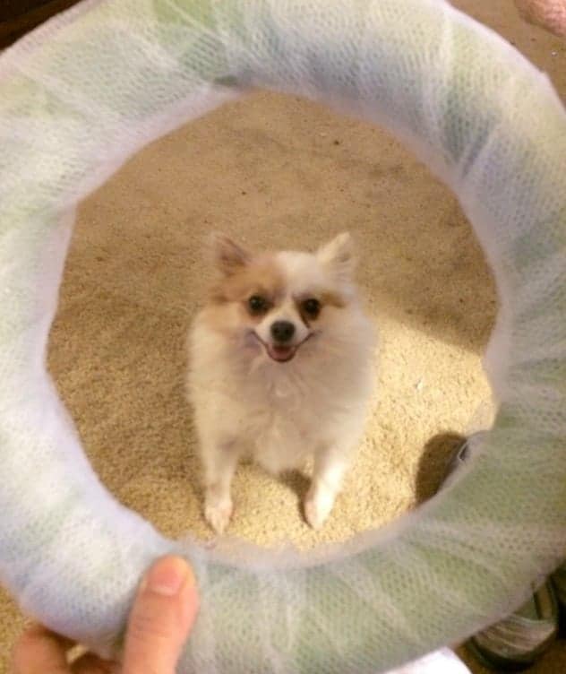 foam wreath and dog