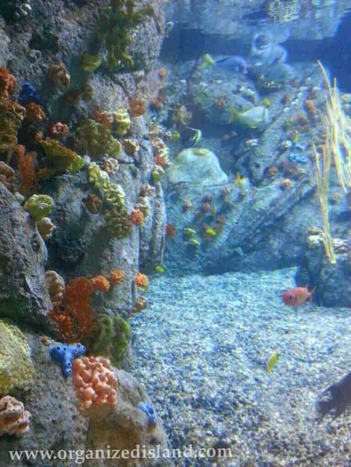 Sea life exhibits at the aquarium