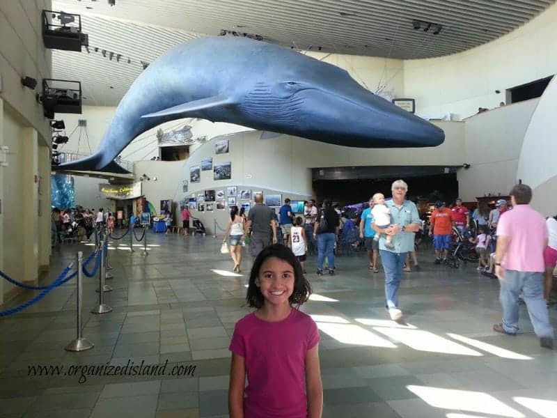 whale-at-aquarium